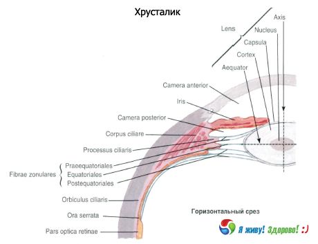 Krištalická šošovka. Štruktúra kryštalickej šošovky.